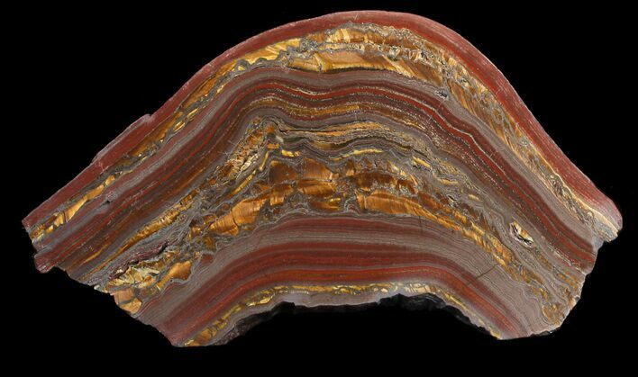 Polished Tiger Iron Stromatolite - ( Billion Years) #46617